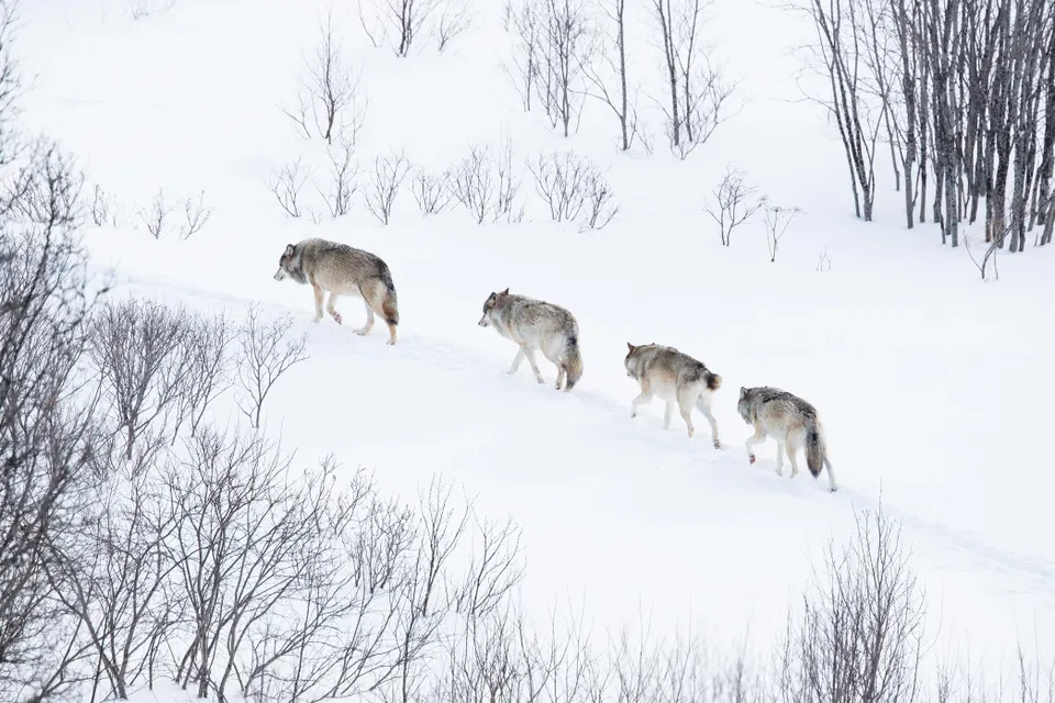 Four wolves walk single-file across a snow-covered hillside with bare trees in the background.